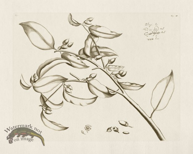 (image for) HORTUS VOL 01 20