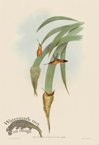 (image for) Gould Hummingbird 036