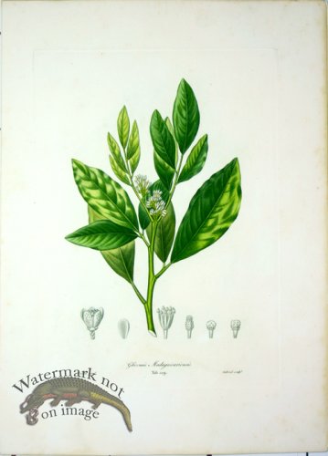 (image for) Des Orangers 22