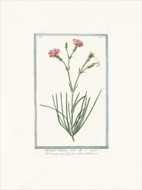 Bonelli 524 Pink Diane