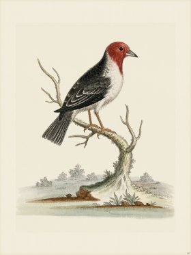 Edwards 127 Dominican Cardinal