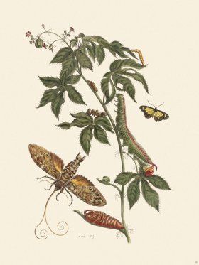 Merian Metamorphosis 38