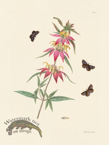Abbot Butterfly 024