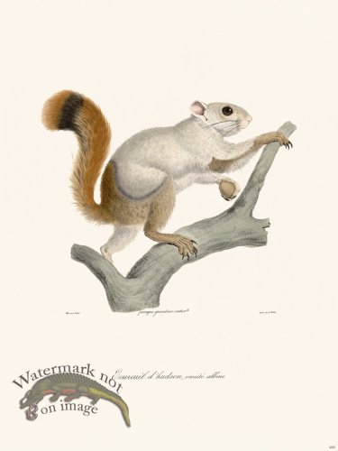 (image for) Cuvier 269 Hudson Squirrel