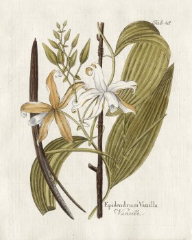 Vanilla Mexicana Mill