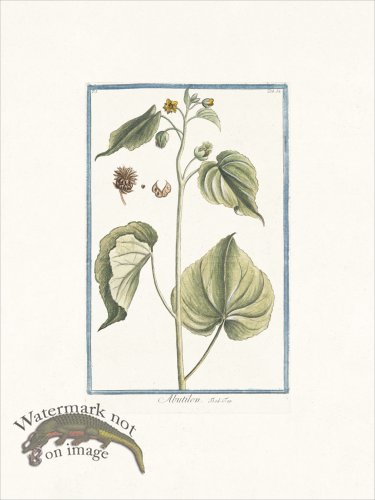 (image for) Bonelli 052 flowering maple