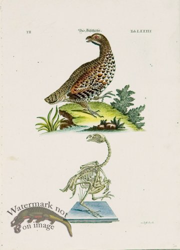 (image for) Meyer Birds 04