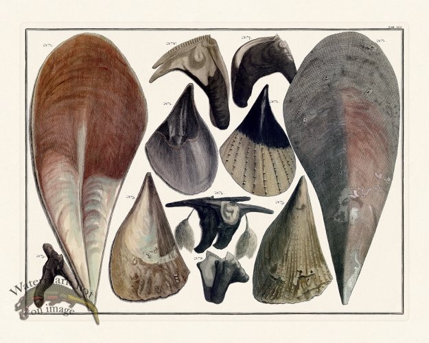 (image for) Seba B2 091 Claim