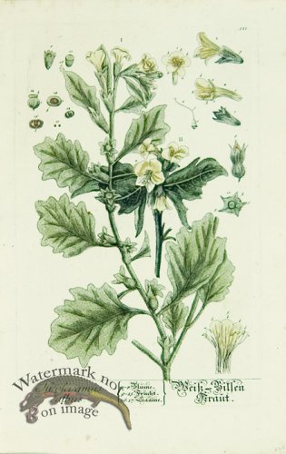 Blackwell German 077