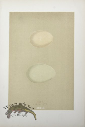 (image for) Morris_Eggs_24