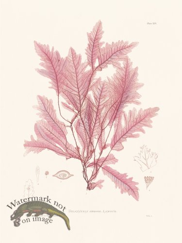(image for) Bradbury Seaweed 014