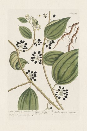 BEE 393 Sarsaparilla of America