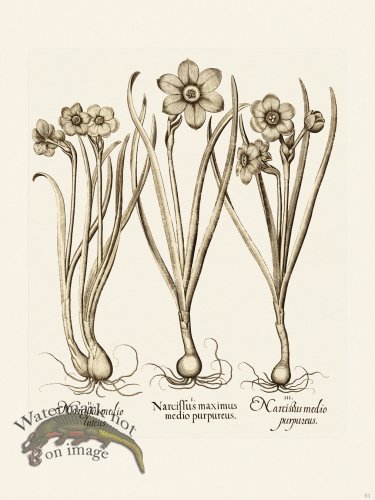 (image for) Besler 051 B1