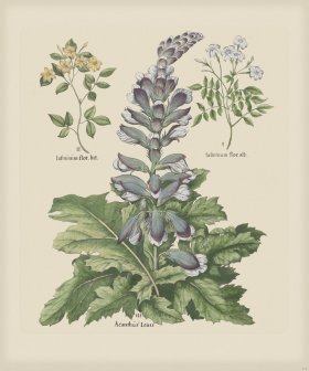 Besler 275 Colored B2