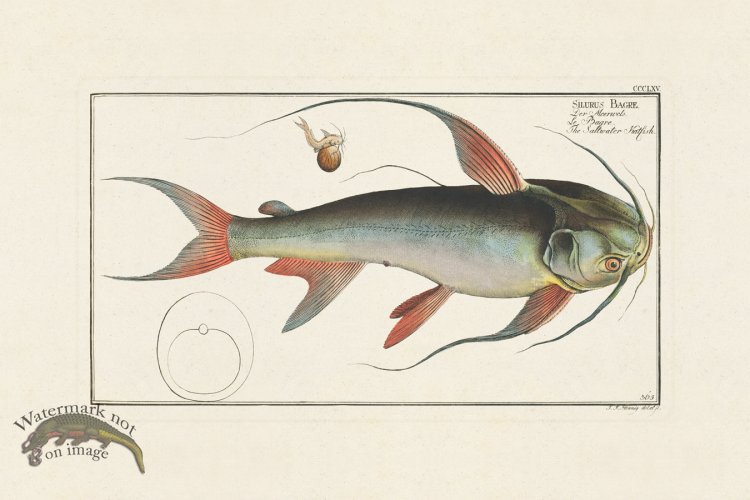 (image for) BLOCH FISH 367