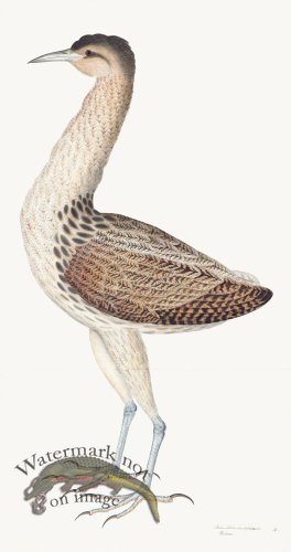 (image for) Rudbeck 004 Bittern 18x34