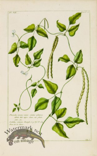 (image for) Buchoz Bot 47