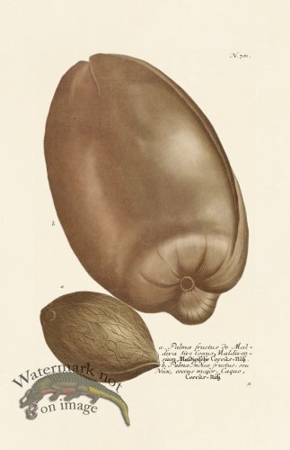 (image for) Weinmann PL 781