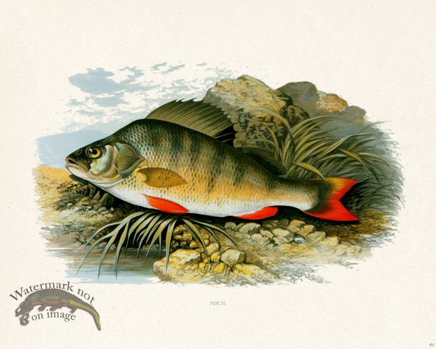 (image for) British FW 01