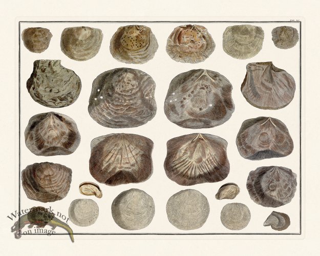 (image for) Seba B2 090 Shells