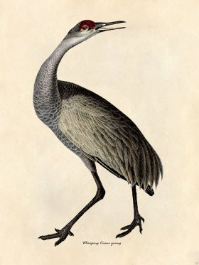 Whooping Crane Young - Tribute Bd 22