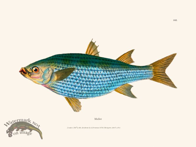 (image for) 102 Mullet