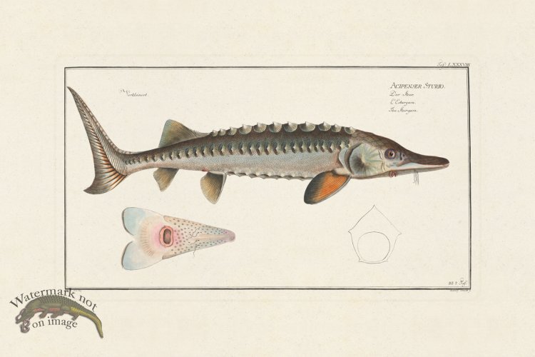 (image for) BLOCH FISH 088