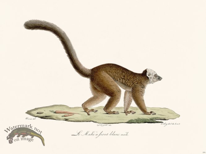 Cuvier 379 The White-Faced Maki