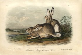 Townsend's Rocky Mtn.Hare