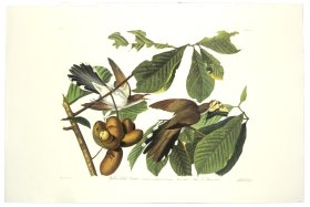 Yellow Billed Cuckoo