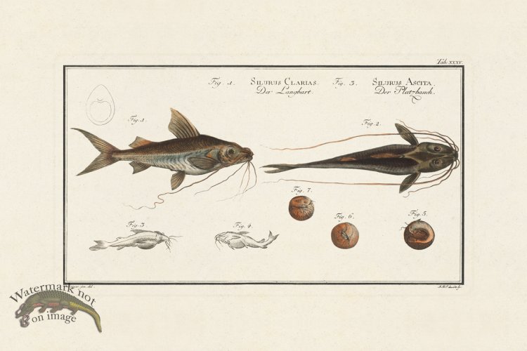 (image for) BLOCH FISH 035