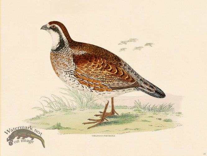 (image for) 09 BGB VIRGINIAN PARTRIDGE