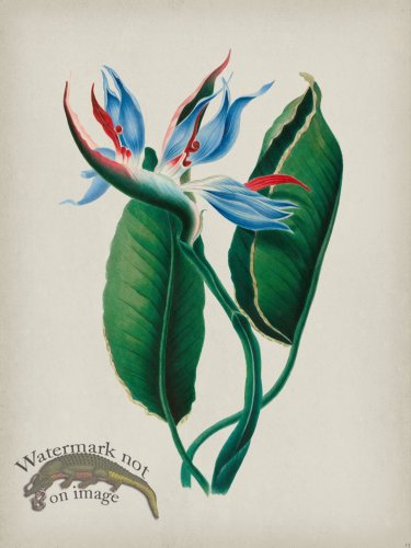 (image for) Andean Botanicals 013