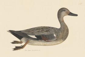 Rudbeck CFA 240 Godwall