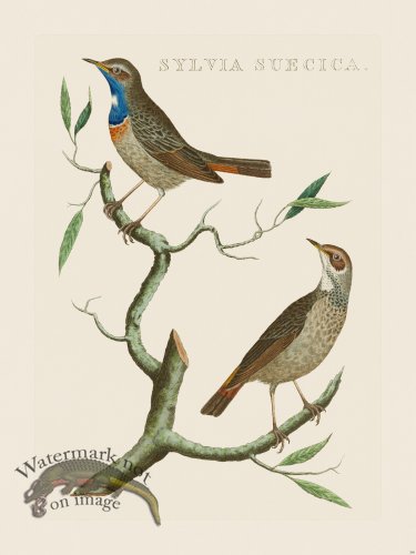 (image for) Nozeman Bird 208