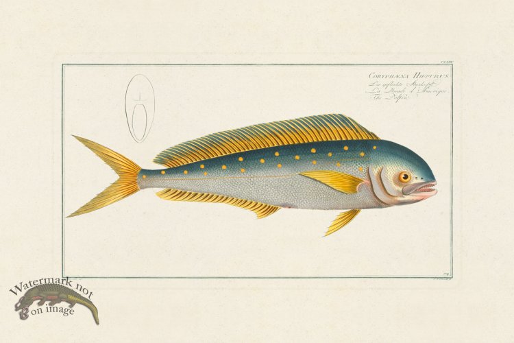 (image for) BLOCH FISH 174