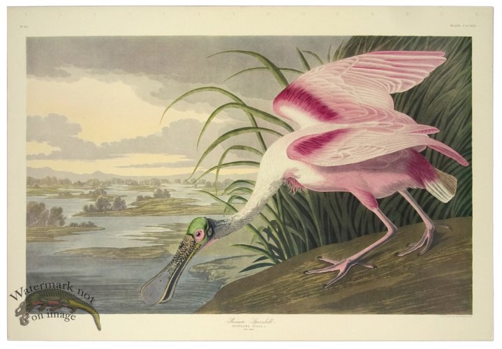 (image for) Roseate Spoonbill L.E.