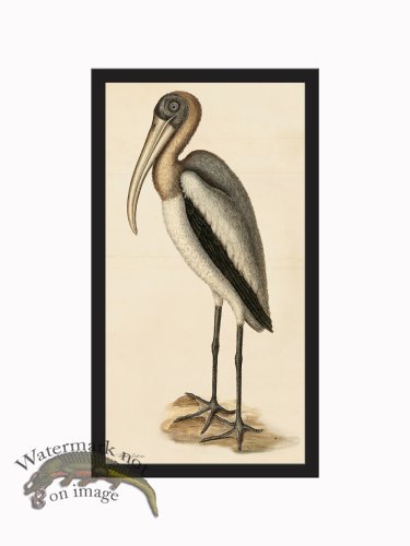 Rudbeck CFA_BF 41 Wood Pelican