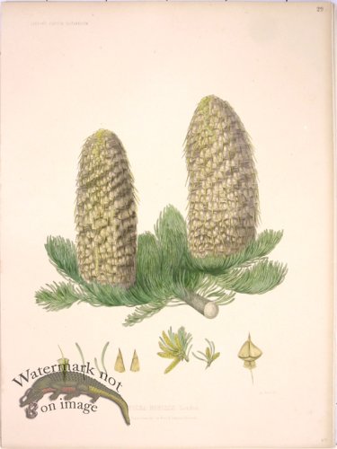 (image for) Lawson Pine Cone 10
