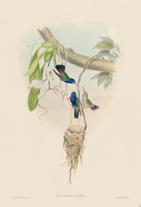 Gould Hummingbird 344