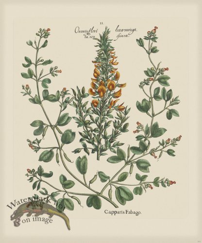 (image for) Besler 262 Colored B2