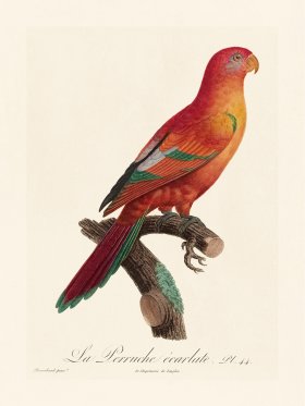 Barraband Parrot 044