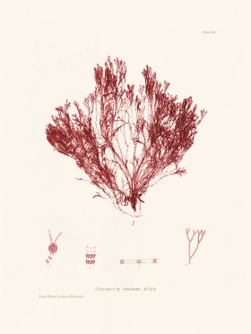 Bradbury Seaweed 103