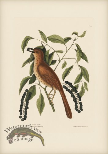 (image for) 028 Fox Coloured Thrush
