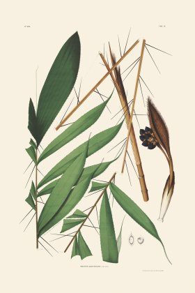 Rodrigues Palm Front 033