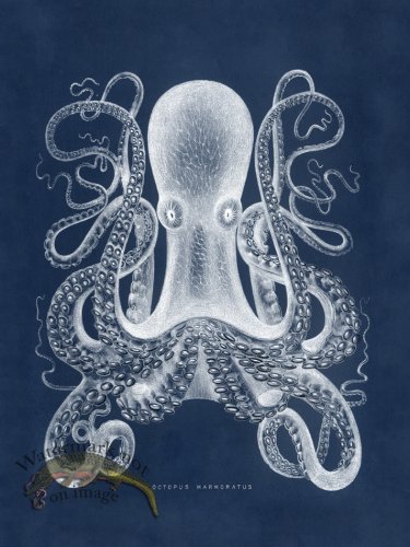 (image for) Octopus Blue 01