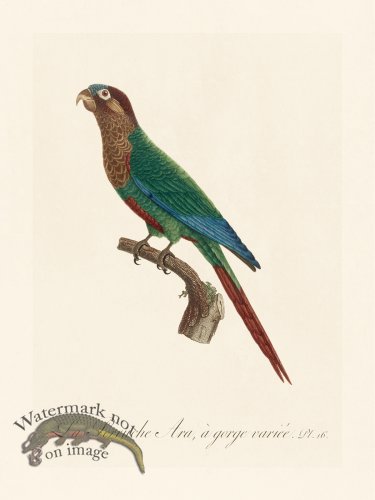 (image for) Barraband Parrot 016