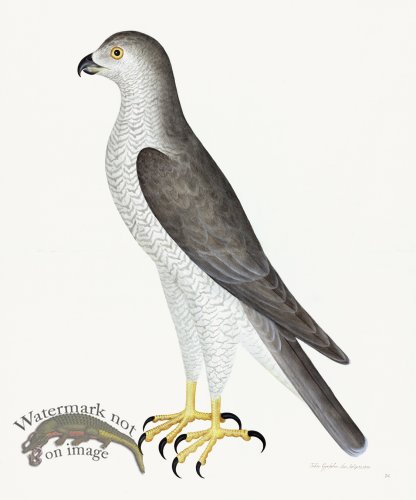 (image for) Rudbeck 031 Goshawk 20x24