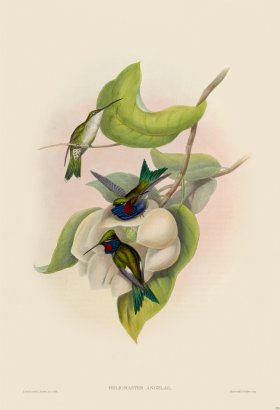 Gould Hummingbird 263