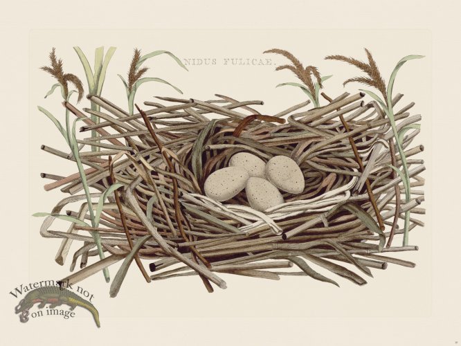 (image for) Nozeman Bird 010